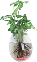 Wall-Mounted Acrylic Planter for Hydroponic Plants – Dinosaur Egg Vase, Modern Transparent Design for Home & Office Decoration