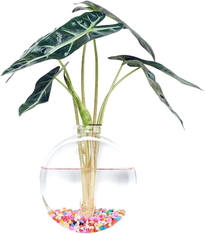 Wall-Mounted Acrylic Planter for Hydroponic Plants – Round Disc Vase Large, Modern Transparent Design for Home & Office Decoration