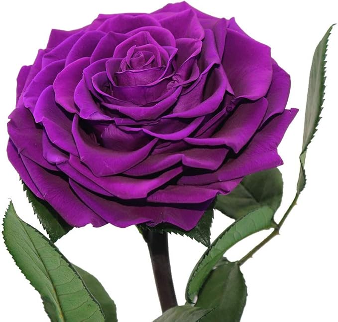 Purple Roses Handmade Rose in Glass Dome, Preserved Flowers Never Withered Romantic Gifts for Her, Mother's Day, Birthday Gifts for Women (9 inch, Purple)