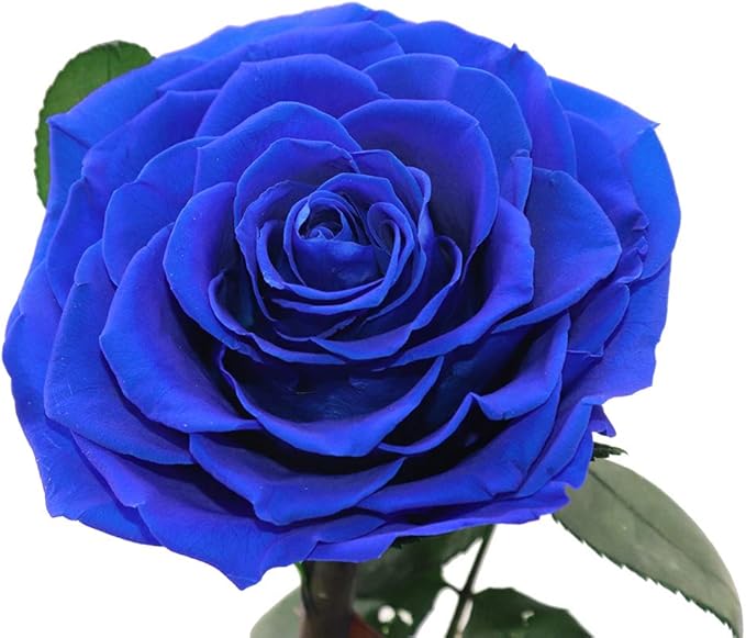 Preserved Roses Handmade Preserved Flowers in Glass Dome, Blue Rose Never Withered, Birthday Gifts for Women (13 inch)