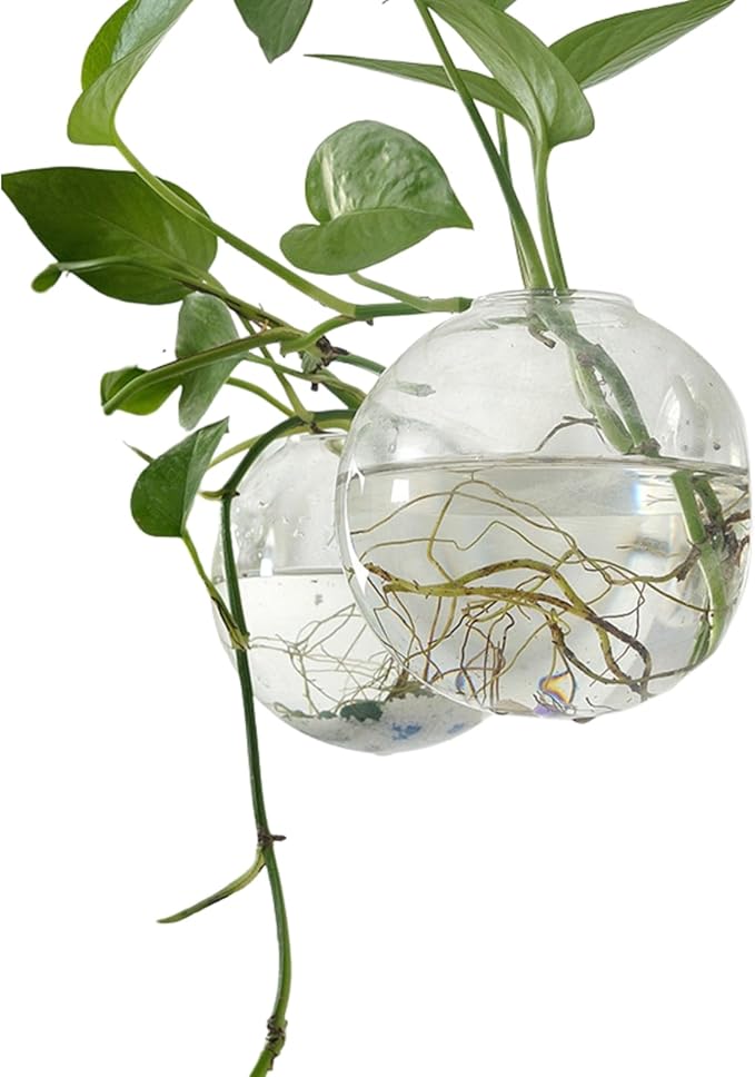 Wall-Mounted Acrylic Planter for Hydroponic Plants – Mantou Vase Medium, Modern Transparent Design for Home & Office Decoration