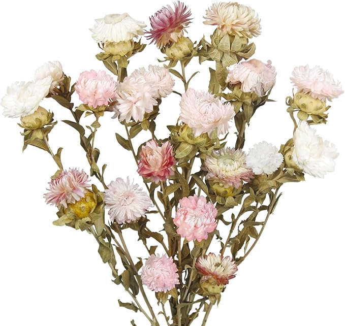 20 Pcs Dried Daisy Flower Bouquet Natural Dried Gerber Daisies Flowers Bundles Real Dried Flowers Mums Chrysanthemum Floral Arrangements for Wedding Party Table Decor Farmhouse White and Pink