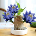 Lucky Wood Plant, Brazilian Wood Plants, About to Sprout, Small Indoor Plant, Office Desk Ornaments, Kitchen, Living Room, Home Decoration Blue
