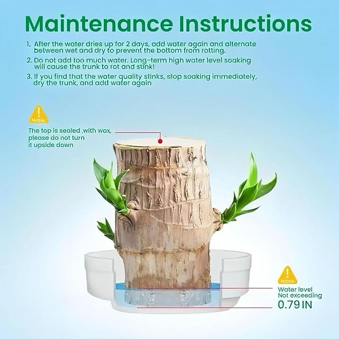 Lucky Wood Plant, Small Indoor Plant, Brazilian Wood Plants, About to Sprout, Office Desk Ornaments, Kitchen, Living Room, Home Decoration（Color Mixing）