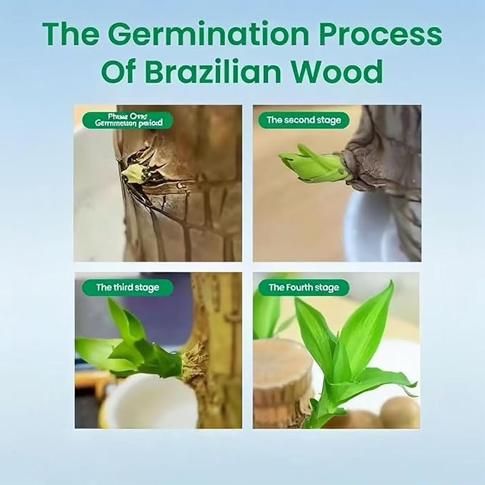 Lucky Wood Plant, Small Indoor Plant, Brazilian Wood Plants, About to Sprout, Office Desk Ornaments, Kitchen, Living Room (Pink)