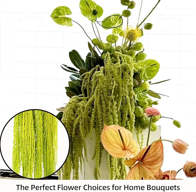 5Pcs Dried Amaranthus Hanging Flowers, Natural Preserved Flower for Wedding Arch, Exhibition, Wall Hanging Lover Tears, Floral Arrangement, Home Decor (Chartreuse, 24")