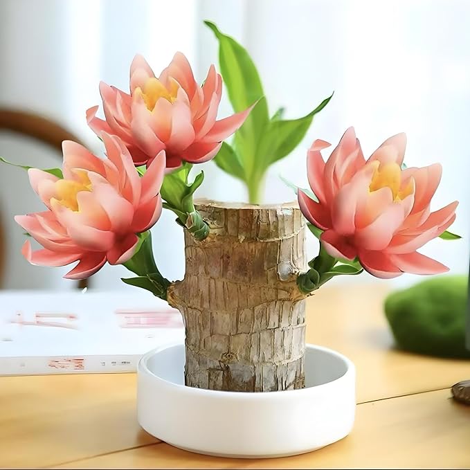 Lucky Wood Plant, Small Indoor Plant, Brazilian Wood Plants, About to Sprout, Office Desk Ornaments, Kitchen, Living Room, Home Decoration Yellow