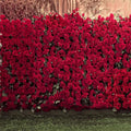 AOFOTO 6x6ft Rose Garden Backdrop Photography Background Romance Red Roses Flowers Park Wall Blurry Grass Floors Kids Toddler Girl Portrait Photo Shoot Studio Props Wedding Ceremony Video Drape Vinyl