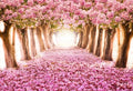 AOFOTO 6x4ft Spring Cherry Blossom Backdrop Sweet Pink Flowers Tree Floral Petal Boulevard Photography Background Baby Shower Photo Studio Props Kid Baby Infant Newborn Artistic Portrait Wallpaper