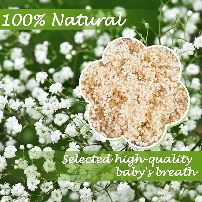 5000+ Dried Babys Breath Flowers Bulk - 17" Ivory White Dried Flower Bouquet, Real Natural Gypsophila Branches for Vase Filler, Wedding, Table Centerpiece, Home Decor, DIY Wreath Floral, Crafts