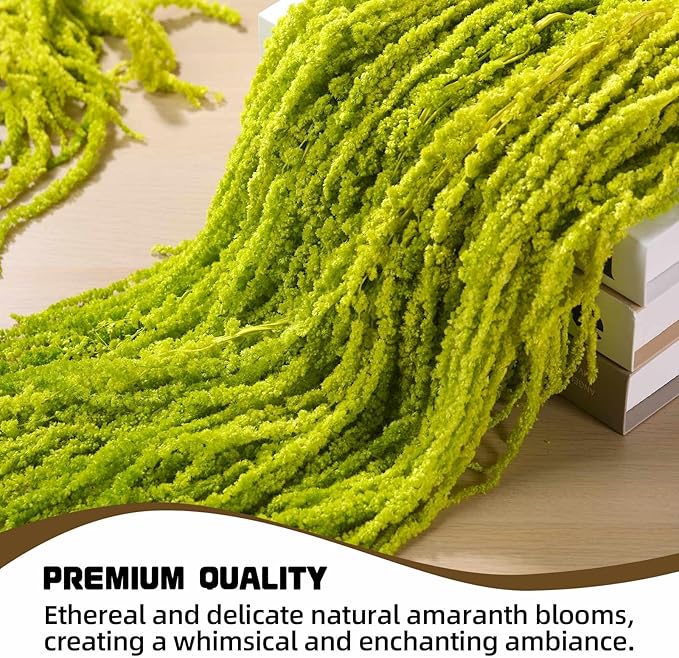 5Pcs Dried Amaranthus Hanging Flowers, Natural Preserved Flower for Wedding Arch, Exhibition, Wall Hanging Lover Tears, Floral Arrangement, Home Decor (Chartreuse, 24")