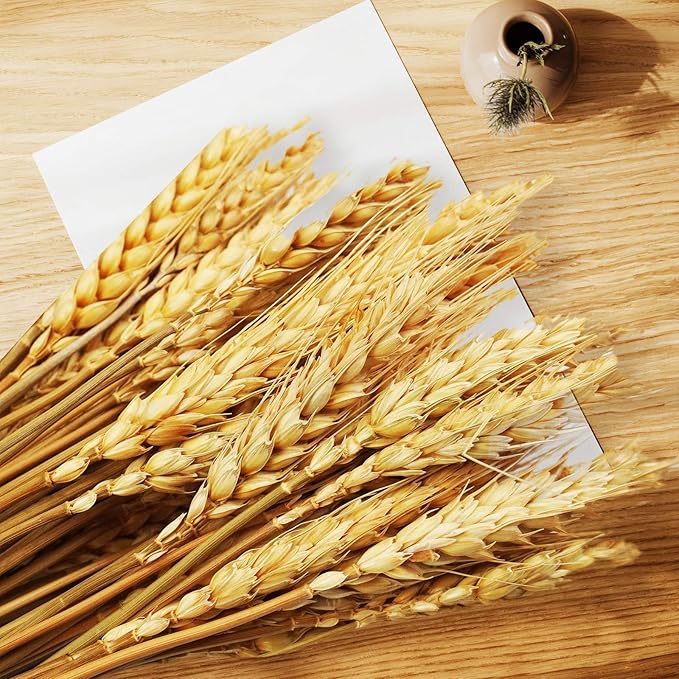 Uieke 17.7 Inches Dried Wheat Stalks, 100 Stems Dried Flowers 100% Natural Wheat for Home Kitchen Wedding Party Table Centerpiece Harvest Wreath Boho Farmhouse DIY Decoration
