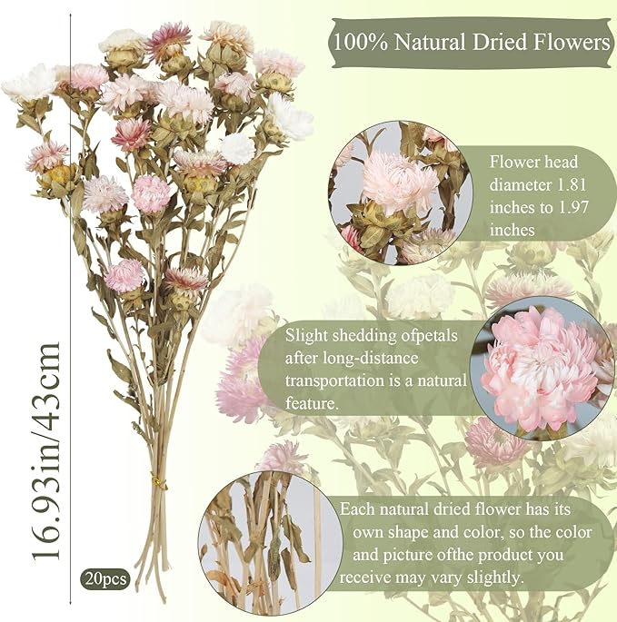 20 Pcs Dried Daisy Flower Bouquet Natural Dried Gerber Daisies Flowers Bundles Real Dried Flowers Mums Chrysanthemum Floral Arrangements for Wedding Party Table Decor Farmhouse White and Pink