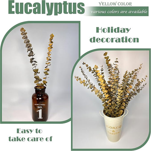 (20Pcs) Dried Eucalyptus Stems - Red, Real Long Eucalyptus, Dried Flowers for Vase, 17" Floral Arrangement, Wedding (Yellow)