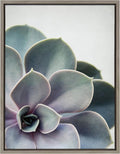Kate and Laurel Sylvie Succulent 5 Framed Canvas by F2 Images, 18x24 Gray