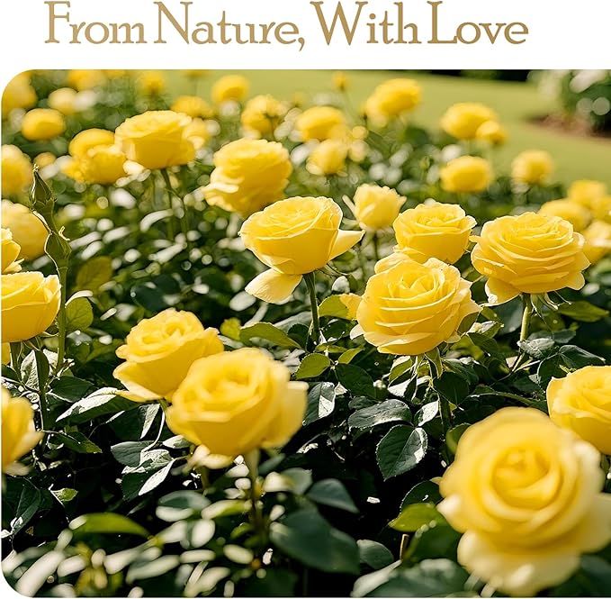16 Preserved Flowers Rose Birthday Gifts for Women Her Mom Wife Girlfriend Grandma on Valentines Mothers Day Christmas Anniversary Romantic(Yellow)