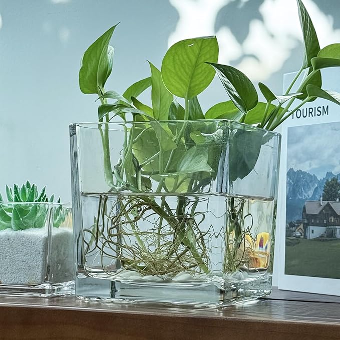 1 Pack Square Glass Vase 6" x 6" x 6", Clear Flower Vase for Centerpieces, Candle Holder for Wedding Party Events, Home Décor