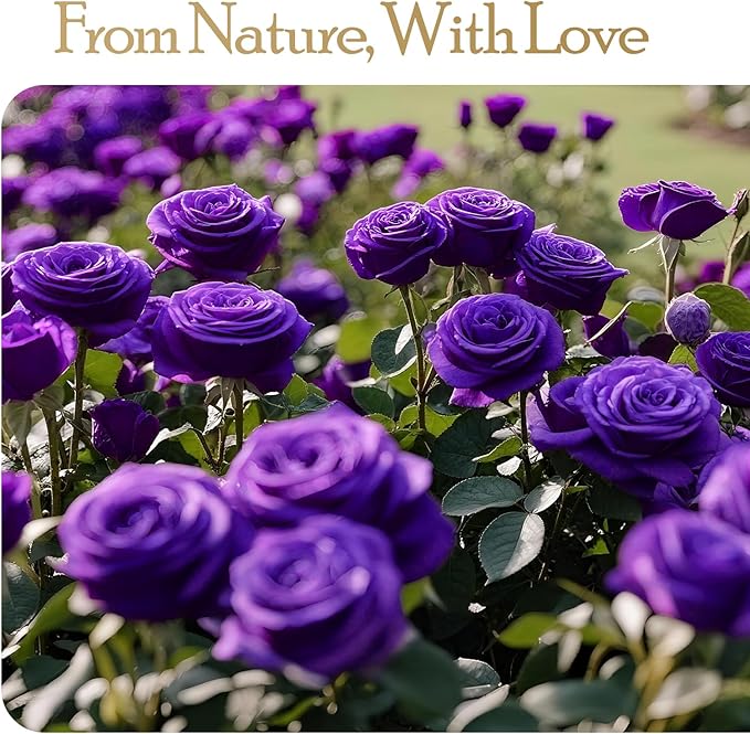 16 Preserved Flowers Rose Birthday Gifts for Women Her Mom Wife Girlfriend Grandma on Valentines Mothers Day Christmas Anniversary Romantic(Purple)
